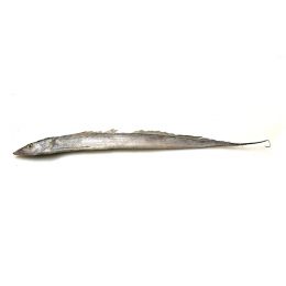 Ribbonfish / Silverbelt WR "A" grade 100-200 gr 1 x 10 kg-IN Ribbonfish / Silverbelt WR "A" grade 100-200 gr 1 x 10 kg-IN