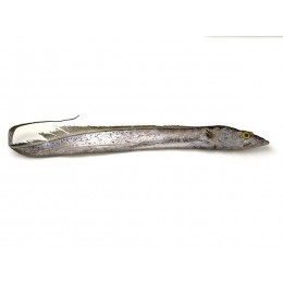Ribbonfish / Silverbelt WR "B" grade 200-300 gr 1 x 10 kg-IN Ribbonfish / Silverbelt WR "B" grade 200-300 gr 1 x 10 kg-IN