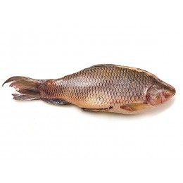 Rohu Back Gutted 3000 gr+ IQF/IWP 1 x 22 Kg.-MM Rohu Back Gutted 3000 gr+ IQF/IWP 1 x 22 Kg.-MM