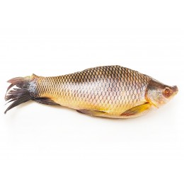 Rohu Back Gutted 4000 gr+ IQF/IWP 1 x 22 Kg.-MM Rohu Back Gutted 4000 gr+ IQF/IWP 1 x 22 Kg.-MM