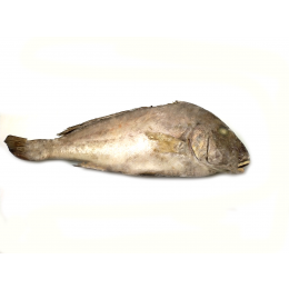 Jona Burro/Sweetlips/Harry Hotlips WR IWP 2 kg+ 15 kg 10%-ID Jona Burro/Sweetlips/Harry Hotlips WR IWP 2 kg+ 15 kg 10%-ID