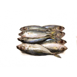 Big Eye Scad / Matangbaka WR 6-8p VAC 10 x 1 kg-VN Big Eye Scad / Matangbaka WR 6-8p VAC 10 x 1 kg-VN