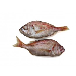 Denton / Large Eye Dentex Mix 200 up 19 Kg-ES Denton / Large Eye Dentex Mix 200 up 19 Kg-ES