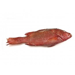 Red Snappers (Lutj. Sang.) 3000-5000 Kg WR IQF/IWP20Kg-IN Red Snappers (Lutj. Sang.) 3000-5000 Kg WR IQF/IWP20Kg-IN
