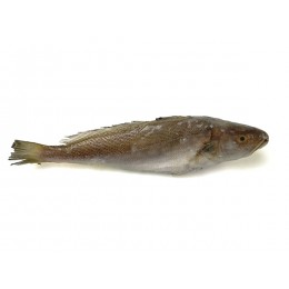 Tiger Tooth Croaker 200-300 gr 10 Kg IWP-IN Tiger Tooth Croaker 200-300 gr 10 Kg IWP-IN