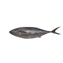 Little Tunny/Euthynnus Affinis 500/1000 IWP 10 g-IN Little Tunny/Euthynnus Affinis 500/1000 IWP 10 g-IN