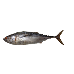 Little Tunny/Euthynnus Affinis/Ca Ngu Cham 1+ IWP 10Kg-IN Little Tunny/Euthynnus Affinis/Ca Ngu Cham 1+ IWP 10Kg-IN