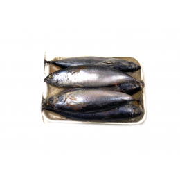 Bullet Tuna / Baby Bonito / Tulingan 6-8p VAC 10 x 1 kg-VN Bullet Tuna / Baby Bonito / Tulingan 6-8p VAC 10 x 1 kg-VN