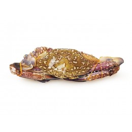 Blue Swimming Crab Wild Catch Sri Lanka 200g+ 5 x 2 kg - LK Blue Swimming Crab Wild Catch Sri Lanka 200g+ 5 x 2 kg - LK