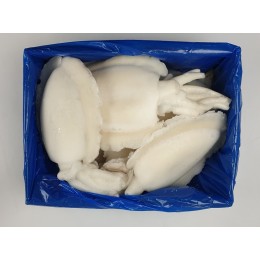 Cuttlefish/Sepia Whole Clean 1000-2000 gr 1 x 10 kg IQF -IN Cuttlefish/Sepia Whole Clean 1000-2000 gr 1 x 10 kg IQF -IN