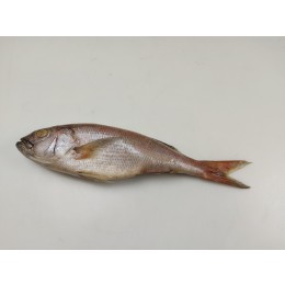 Kingsnappers/Jobfish WR IQF IWP 21 kilo 2000-3000 100% NW-IN Kingsnappers/Jobfish WR IQF IWP 21 kilo 2000-3000 100% NW-IN