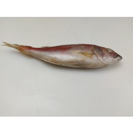 Kingsnappers / Jobfish WR IQF IWP 21 kilo 300-500 100% NW-IN Kingsnappers / Jobfish WR IQF IWP 21 kilo 300-500 100% NW-IN