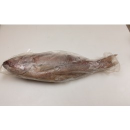 Kingsnappers/Jobfish WR IQF IWP 21 kilo 3000gr up 100% NW-IN Kingsnappers/Jobfish WR IQF IWP 21 kilo 3000gr up 100% NW-IN