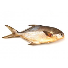 Florida Pompanos/ Pomfret Whole Round 800gr+ IQF 10 Kg-SR Florida Pompanos/ Pomfret Whole Round 800gr+ IQF 10 Kg-SR
