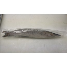 JONA Barracuda WR 300-500 gr 1 x 10 kg IQF/IWP 10% -VN JONA Barracuda WR 300-500 gr 1 x 10 kg IQF/IWP 10% -VN