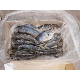 Trevally WR Unsorted ALT 100% NW 1 x 10 kg - NZ Trevally WR Unsorted ALT 100% NW 1 x 10 kg - NZ