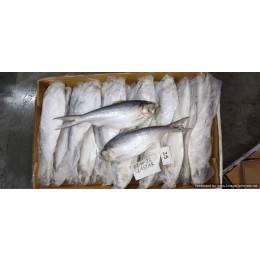 Hilsa Whole round IWP IQF 300/500 gr 1 x 10 Kg.-IN Hilsa Whole round IWP IQF 300/500 gr 1 x 10 Kg.-IN