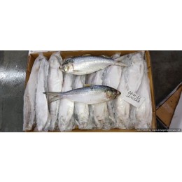 Hilsa Whole round IWP IQF 500/700 gr 1 x 10 Kg.-IN Hilsa Whole round IWP IQF 500/700 gr 1 x 10 Kg.-IN