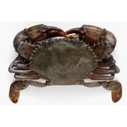 Softshell Crabs Cleaned Prime 14 10 x 1000 Gr- VN Softshell Crabs Cleaned Prime 14 10 x 1000 Gr- VN