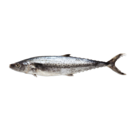 JONA Kingfish (Scomberomorus Spp) WG IWP 300-700 10 kg-SR JONA Kingfish (Scomberomorus Spp) WG IWP 300-700 10 kg-SR
