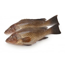 Reefcod/Tsof/Grouper WGS 10 Kg+ 25 kg IQF/IWP-IN Reefcod/Tsof/Grouper WGS 10 Kg+ 25 kg IQF/IWP-IN