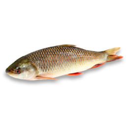 JONA Rohu Back Gutted 2000-3000 gr 1 x 20 kg IQF/IWP-MM JONA Rohu Back Gutted 2000-3000 gr 1 x 20 kg IQF/IWP-MM