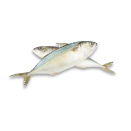 BBD 12-22 Indian Mackerel WR 8-12 pc/kg IQF 10 Kg-YE BBD 12-22 Indian Mackerel WR 8-12 pc/kg IQF 10 Kg-YE