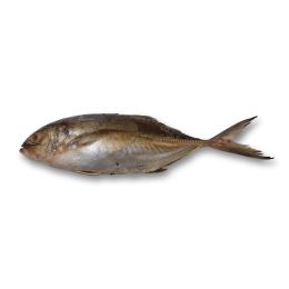 Trevally / Blue Runner / Caranx Crysos WR 300-800g 10 kg-SU Trevally / Blue Runner / Caranx Crysos WR 300-800g 10 kg-SU