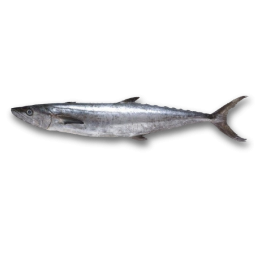BBD 11-22 Seer / Kingfish WR IWP 500-700gr 10 kg 5% NW-IN BBD 11-22 Seer / Kingfish WR IWP 500-700gr 10 kg 5% NW-IN