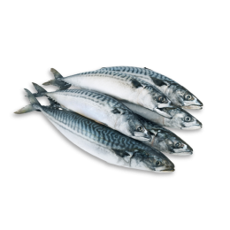 Mackerel WR 400-600 gr 2 x 12.5 Kilo Block-FO Mackerel WR 400-600 gr 2 x 12.5 Kilo Block-FO