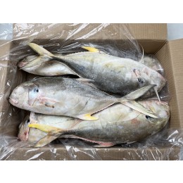 Trevally/Cavalli (Caranx Hippos) WR 1-3 Kg 15 kg IQF-MX Trevally/Cavalli (Caranx Hippos) WR 1-3 Kg 15 kg IQF-MX