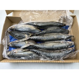 Frozen Pacific Mackerel 500-700g 2 x 5 kg block 100% NW-EC Frozen Pacific Mackerel 500-700g 2 x 5 kg block 100% NW-EC