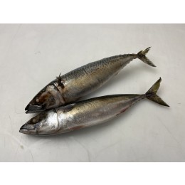 Frozen Pacific Mackerel WR 500-700g IQF 10 kg 100% NW-EC Frozen Pacific Mackerel WR 500-700g IQF 10 kg 100% NW-EC