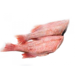 Redfish J-Cut / Seb. Marinus 去头去脏红鱼 300-1500g H&G 22 Kg-FO Redfish J-Cut / Seb. Marinus 去头去脏红鱼 300-1500g H&G 22 Kg-FO