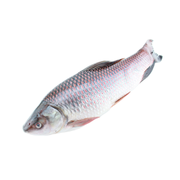 JONA Rohu Back Gutted 2000-3000 gr 1 x 20 kg IQF/IWP-MM JONA Rohu Back Gutted 2000-3000 gr 1 x 20 kg IQF/IWP-MM