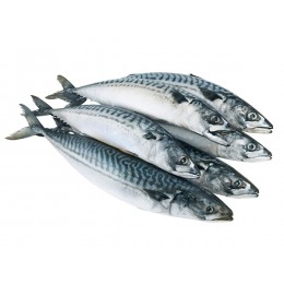 Norwegian Mackerels Vikomar WR 400-600gr 20 Kilo Block-NO Norwegian Mackerels Vikomar WR 400-600gr 20 Kilo Block-NO