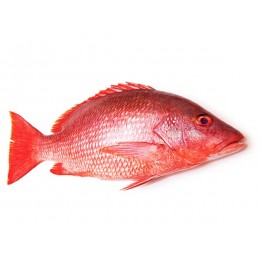 Red Snappers (Lutj. Sang.) 3000-5000 Kg WR IQF/IWP20Kg-IN Red Snappers (Lutj. Sang.) 3000-5000 Kg WR IQF/IWP20Kg-IN