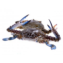 Blue Swimming Crab Wild Catch Sri Lanka 200g+ 5 x 2 kg - LK Blue Swimming Crab Wild Catch Sri Lanka 200g+ 5 x 2 kg - LK