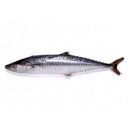 JONA Kingfish WR IWP 1000-5000gr 20 kg 100% NW-ID JONA Kingfish WR IWP 1000-5000gr 20 kg 100% NW-ID