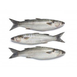 Grey Mullet / Kajal -Srijal Meen WGS 1000 gr+ 10 kg 100%-MR Grey Mullet / Kajal -Srijal Meen WGS 1000 gr+ 10 kg 100%-MR
