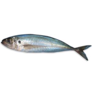 Blumar Jack/Horse Mackerel WR 500-900g Block 1 x 20kg -CL