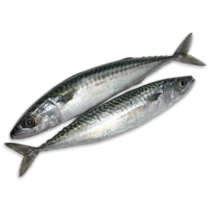 HBF Mackerel WR 300-500gr Block 2 x 12.5kg -FO