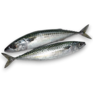 Mackerel WR 300-500 Block 1 x ~25kg -NO