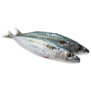Atlantic Mackerel WR 400-600 Block 1 x 20kg -IE