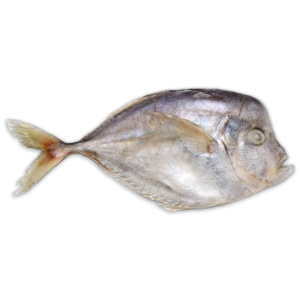 Ocean Delight Caribbean Pomfret WR 200-500g IQF 1 x 10Kg -SR