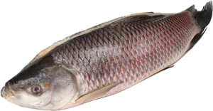 Jona Rohu Back Gutted 2000g-UP IWP 1 x 20kg 20% -MM