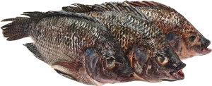 JONA Tilapia G&S 500-800 gr 4 kg 20%-CN