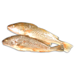 OD Yellow Croakers WG 500-1000g 1 x 10kg 100%NW -SR