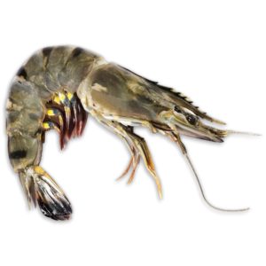 Seacon Black Tiger HOSO 8/12 Semi IQF 10 x 1kg 20% -BD