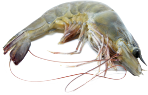 Jona Premium Vannamei shrimps HOSO RC 20/30 10x1 kg 20% -EC